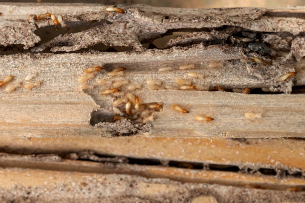Best Pest Removal Services  in Upper Greenwood Lake, NJ
